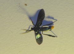 Macrocneme chrysitis