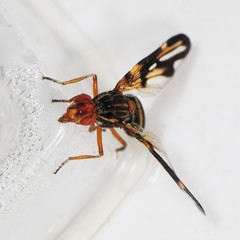 Idana marginata