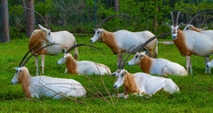 Oryx