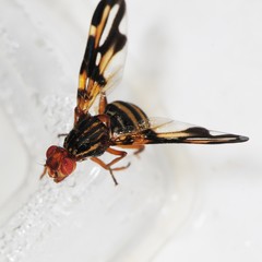 Idana marginata