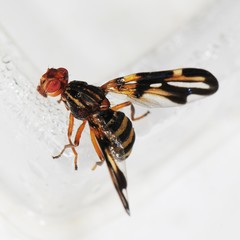 Idana marginata