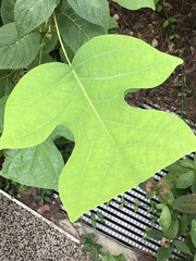 Liriodendron