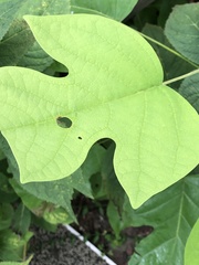 Liriodendron