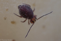 Ptenothrix palmata