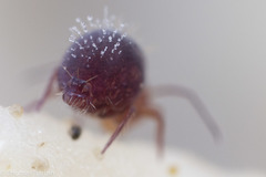 Ptenothrix palmata