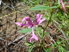 Clarkia concinna