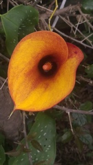 Zantedeschia