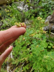 Thalictrum fendleri fendleri
