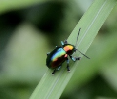 Platycorynus parryi