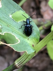 Lema concinnipennis