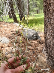 Artemisia rothrockii
