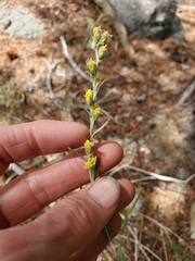Artemisia rothrockii