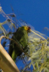 Amazona autumnalis