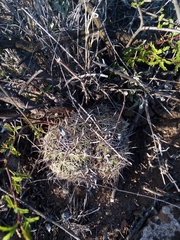 Coryphantha delicata