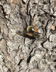 Mesembrina decipiens