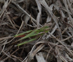 Gastrimargus marmoratus