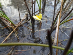 Utricularia ochroleuca
