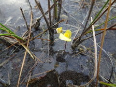 Utricularia ochroleuca