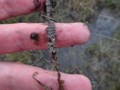 Utricularia ochroleuca