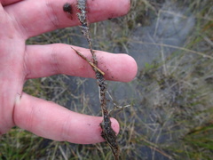 Utricularia ochroleuca
