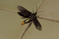 Macrocneme chrysitis