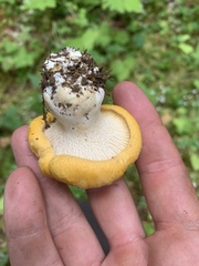 Cantharellus cascadensis