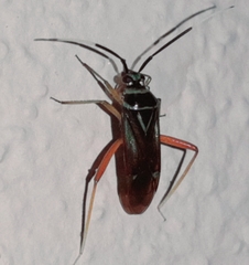 Image of Calondas fasciatus