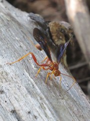 Labeninae