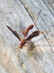 Labeninae