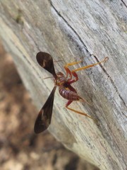Labeninae
