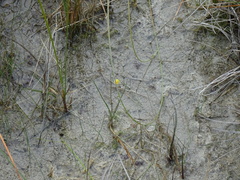 Utricularia ochroleuca