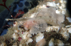 Nautichthys oculofasciatus