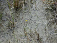 Utricularia ochroleuca