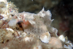 Nautichthys oculofasciatus