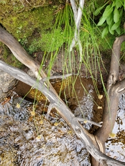 Juncus chlorocephalus