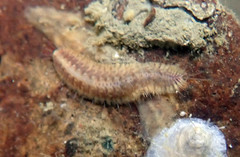 Harmothoe imbricata