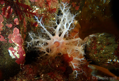 Eupentacta quinquesemita