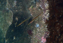 Aulorhynchus flavidus