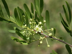 Maytenus cunninghamii