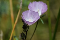 Sidalcea calycosa calycosa