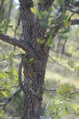 Maytenus cunninghamii