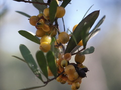 Maytenus cunninghamii