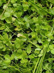 Trifolium monanthum monanthum