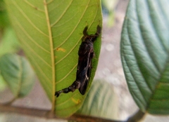 Lepidoptera