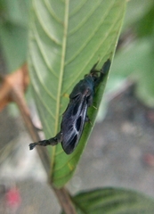 Lepidoptera