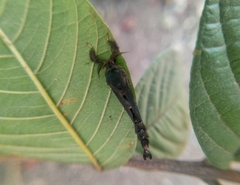 Lepidoptera