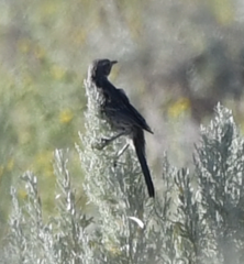 Oreoscoptes montanus