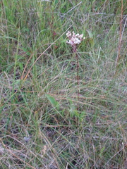 Arnoglossum plantagineum