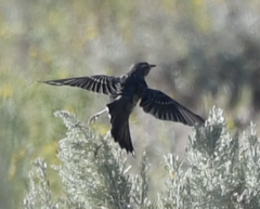 Oreoscoptes montanus
