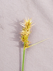 Carex fracta